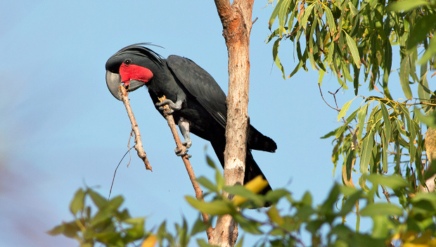 Samci kakadu palmových lákají samičky bubnováním dřívka o větev. Udrží rytmus, zjistili vědci