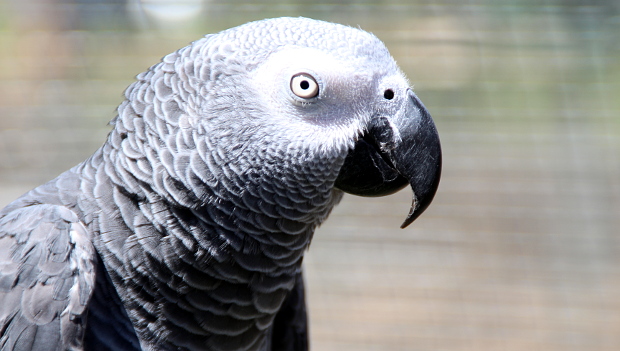 Papoušek se pokusil přes asistentku Alexa objednat pamlsky, zastavil ho až rodičovský zámek