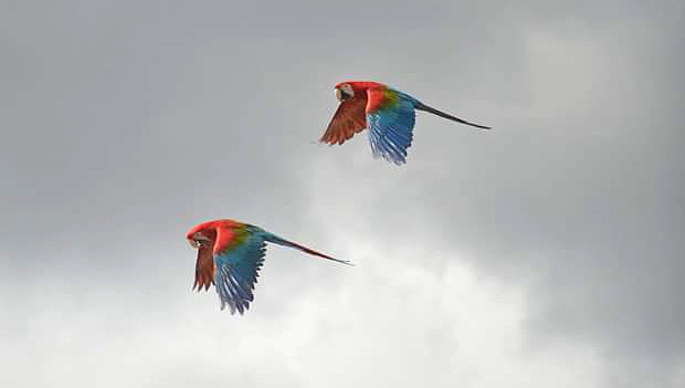 Na Šumpersku pět dní hledali samici ary zelenokřídlého. Uprchlík z Papouščího dne byl odchycen