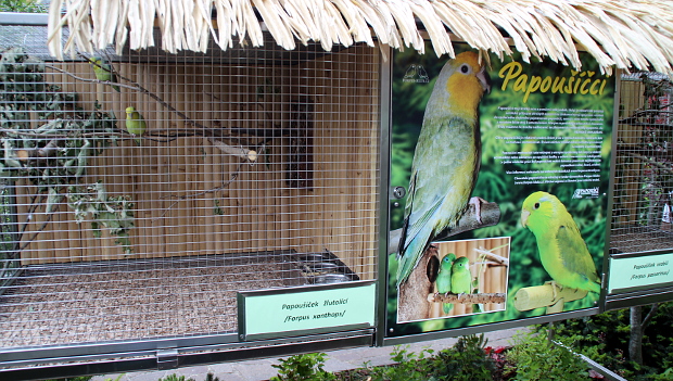 Papouščí zoo Bošovice rozšiřuje chov papoušíčků, podařilo se jí odchovat již tři druhy