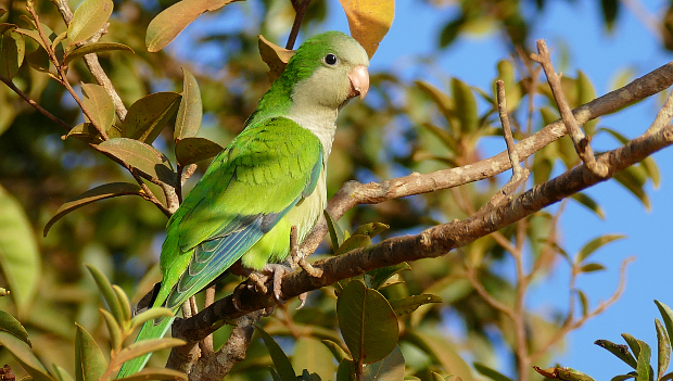 Mexiko řeší neobvyklý nárůst počtu nepůvodních mníšků šedých, obsadili už 97 měst