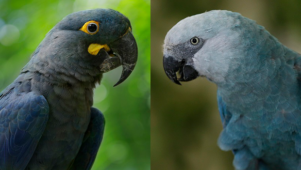 Videostřípky z nového chovu arů škraboškových a kobaltových v singapurském Jurong Bird Parku