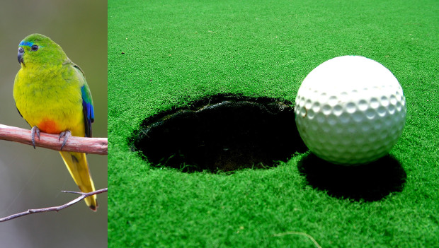 Zničí golfové hřiště za 20 milionů dolarů zimoviště kriticky ohrožené neofémy oranžovobřiché?