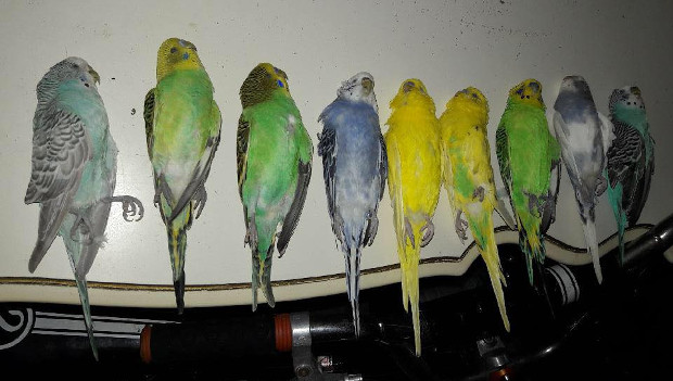 Nejen teflon zabíjí papoušky. Žena usmrtila devět andulek výpary z pečících sáčků