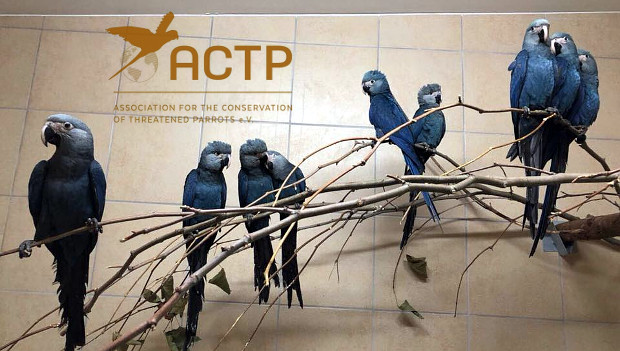 Rekordní sezóna arů škraboškových v německém ACTP: v roce 2017 odchovali devět mláďat