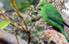 Fantastická hnízdí sezóna kakariků horských na Novém Zélandu: ptáků přibylo až o třetinu