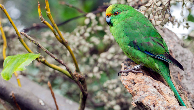 Fantastická hnízdí sezóna kakariků horských na Novém Zélandu: ptáků přibylo až o třetinu
