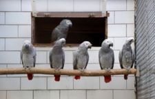 Amnestie pro majitele nelegálně získaných papoušků žako v Keni se zadrhává