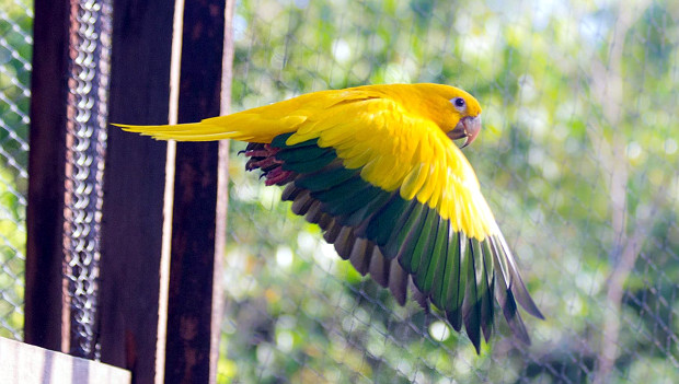 U brazilského Beléma vypustili aratingy žluté, papoušci se tam vrátili po 60 letech