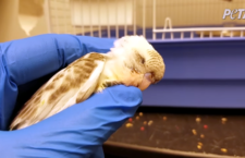 USA hlásí případ přenosu ptačí chřipky na papoušky chované v domácnosti