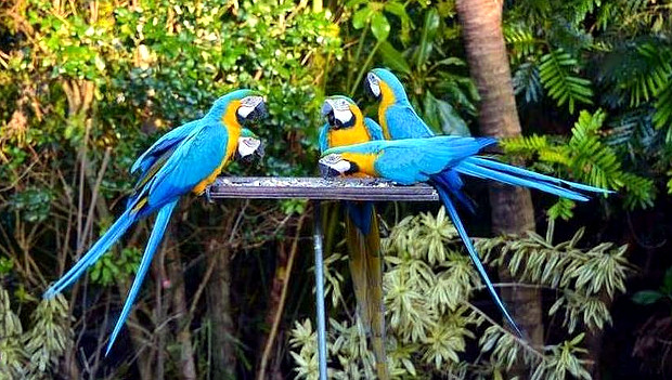 Pytláci neohrožují papoušky pouze v jejich domovině, na Floridě se rozmáhá odchyt araraun