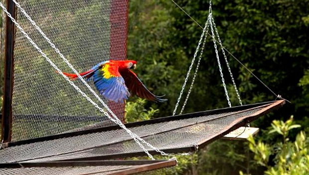 Mexiko vypustilo do přírody dalších 27 arů arakang, celkově plánuje 500