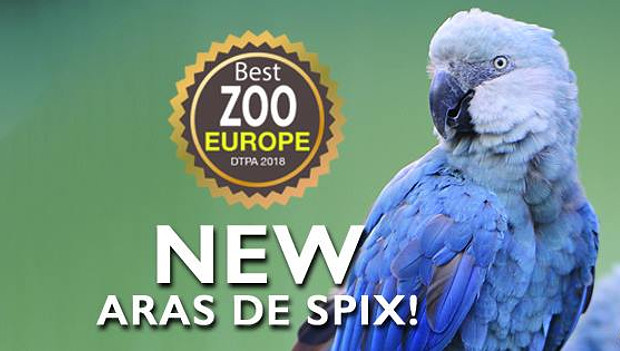 První evropská zoo veřejně vystavuje ary škraboškové a kobaltové. Uvidíte je v belgické Pairi Daiza