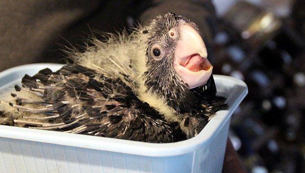 Kálnický seminář pro chovatele papoušků se 16. června zaměří i na chov kakadu havraních