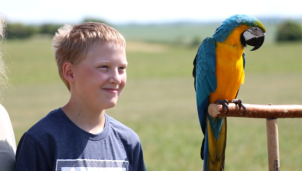 Volné létání papoušků pro veřejnost na letišti u Mělníka přilákalo na 150 zájemců