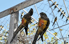 První úspěšný návrat papoušků patagonských do přírody: v Chile vypustili hejno 70 ptáků