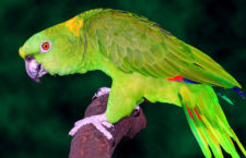 Počty zabavovaných papoušků v Česku klesají, loni inspekce odebrala dva amazoňany žlutokrké