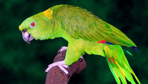 Počty zabavovaných papoušků v Česku klesají, loni inspekce odebrala dva amazoňany žlutokrké