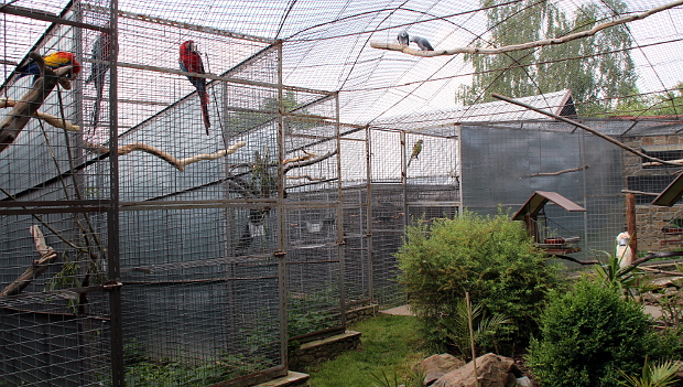 Na návštěvě u Pavla Antla, chovatele velkých papoušků z Konice s unikátními kamennými voliérami
