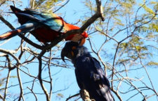 V brazilském Pantanalu objevili pár papoušků složený z ary hyacintového a ary zelenokřídlého