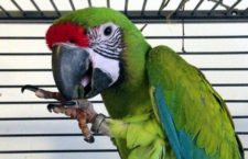 Pokud jde o ořechy, dokáží papoušci přijímat i složitá ekonomická rozhodnutí, zjistili vědci