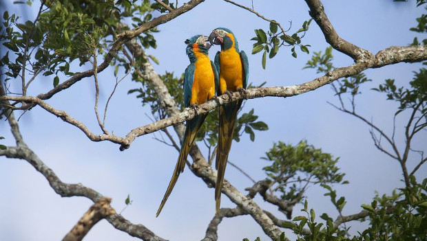 Nová rezervace má ochránit loni objevená hnízdiště kriticky ohrožených arů kanind