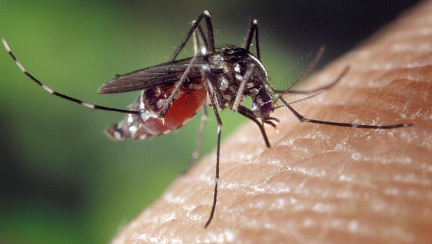 Africký virus Usutu kosí české kosy. Ohrozí nakažení komáři i papoušky ve voliérách?