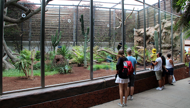 Videostřípky z Loro Parque: vzácní ararové, ara kobaltový, tricha orlí a kosatky