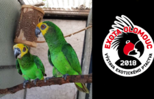 Světová premiéra na EXOTĚ Olomouc 2018: Poprvé vystaví papoušky žlutočelé