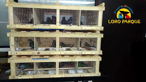 Češi opět vyvezli odchovy papoušků do Loro Parque, po loňské premiéře jde o druhou zásilku