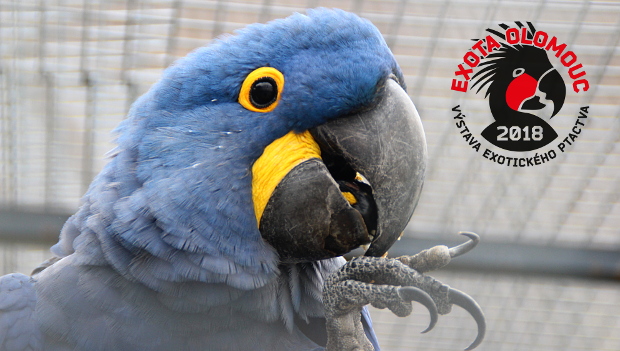 EXOTA Olomouc 2018 ukáže takřka kompletní kolekci arů, včetně arů hyacintových