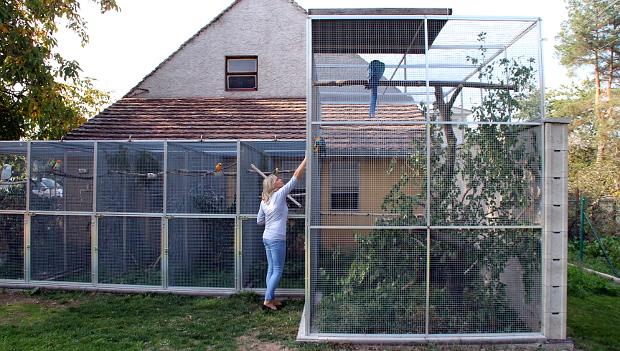 Na návštěvě u Dany Havelkové, chovatelky bílých kakadu a jihoamerických papoušků z Opatovic nad Labem
