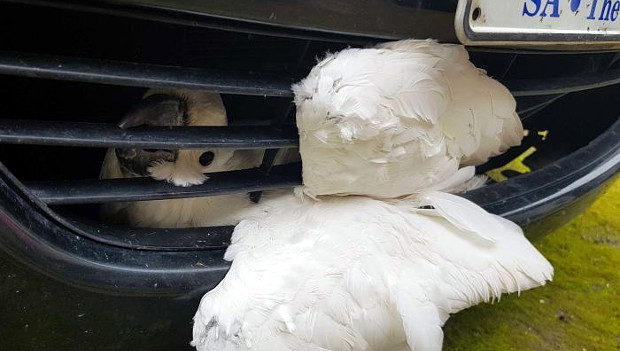 Kakadu přežil náraz automobilu v rychlosti 100 km/h i nedobrovolnou cestu v mřížce kapoty