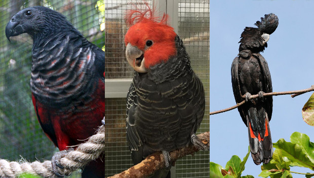 Srdce milovníků kakadu zaplesá: EXOTA Olomouc 2018 ukáže několik vzácných druhů a také trichy orlí