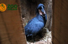 Zoo Jihlava: O zabavené kakadu palmové se staráme dobře, už se pokoušeli i hnízdit