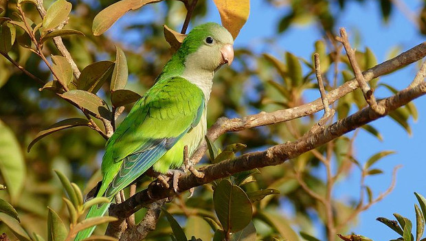 Španělská Málaga zvažuje odstřel přemnožených mníšků šedých, aktivisté se bouří