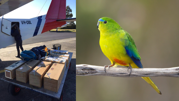 Australané se chystají vypustit další neofémy oranžovobřiché do přírody. Posílí hnízdní sezónu