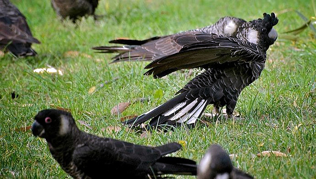Západní Austrálie hlásí nejvyšší počet kakadu bělouchých za dobu sčítání těchto ptáků