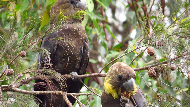 Ochránci žádají parlamentní vyšetřování vývozů papoušků z Austrálie do německého ACTP