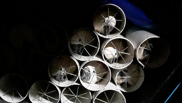 Další otřesný případ pašování kakaduů moluckých. Na Ambonu zachránili 19 papoušků