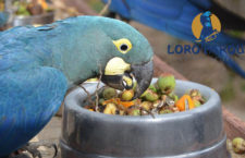 Loro Parque Fundación letos dá do záchranných projektů milion dolarů. Brzy vypustí ary kobaltové v Brazílii