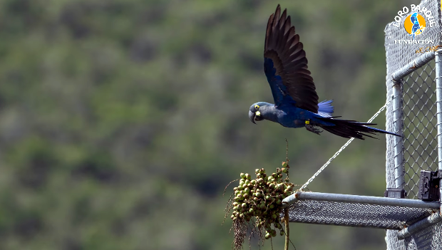 Loro Parque vypustil šest arů kobaltových odchovaných na Tenerife do brazilské přírody
