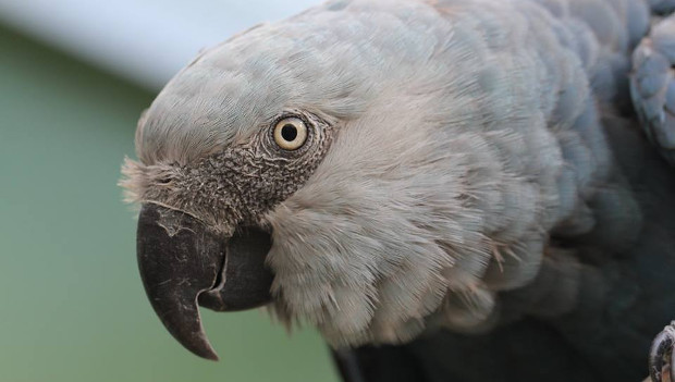 V Brazílii vzniká chovné a „vypouštěcí“ centrum pro ary škraboškové, první ptáky získá v červenci