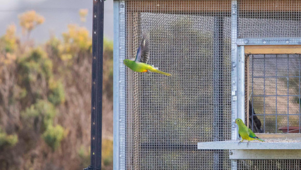 Ochránci vypustili 20 neofém oranžovobřichých na jihu Austrálie, mají pomoci přezimovat těm divokým
