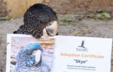 Češi si na dálku adoptují kakaduy z australského záchranného centra Kaarakin. Jak na to?