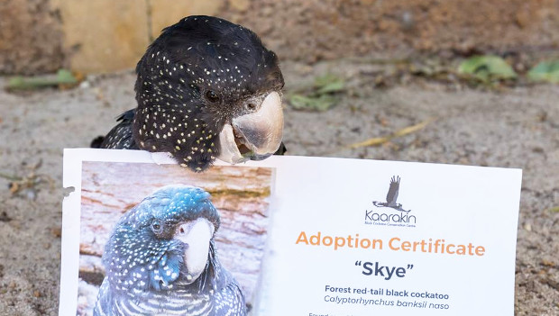 Češi si na dálku adoptují kakaduy z australského záchranného centra Kaarakin. Jak na to?