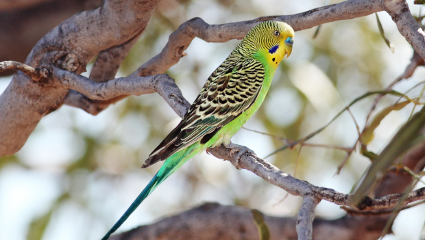 Samičky andulek dávají přednost chytřejším samečkům, zjistil výzkum časopisu Science
