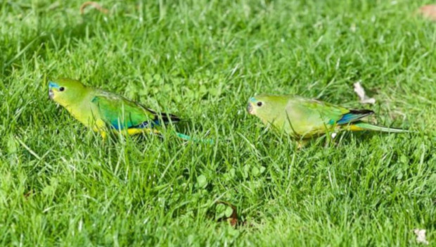 Ztrácejí neofémy oranžovobřiché cit pro migraci? Dvě se místo cesty na zimoviště vydaly opačným směrem