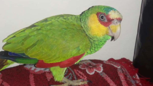Prodejci papoušků v Mexiku „vyrábí“ nové druhy pomocí bělidla. Často je nenapravitelně poškodí