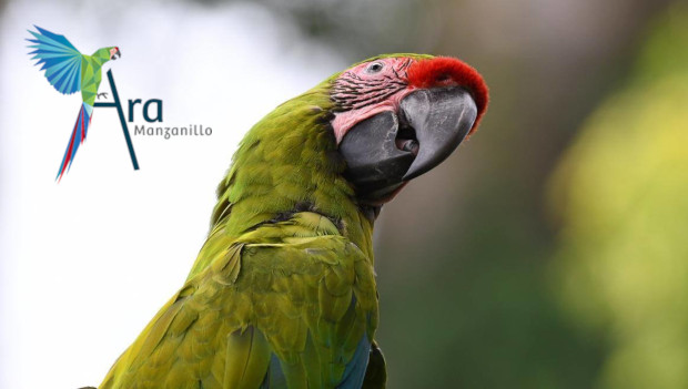 Kostarický projekt Ara Manzanillo vypustil do přírody devět arů zelených